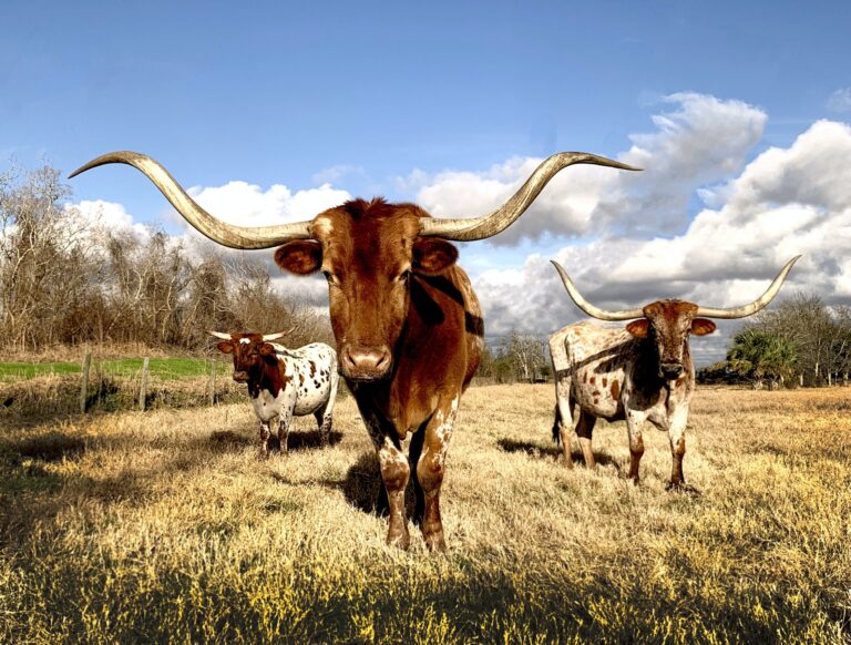 The Dallas Morning News: To be a Texan is to be an environmentalist
